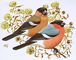 Perches: Bullfinches