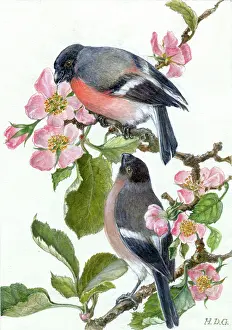 Garside: Two Bullfinches on Apple Blossom