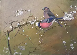 Rickman: Two bullfinches on a branch of blackthorn