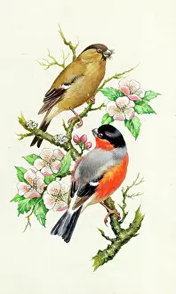 Bullfinches: Bullfinches on a branch in blossom