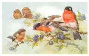 Bowley: Bullfinches eating berries