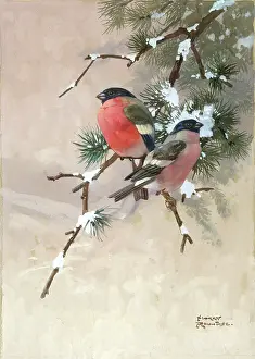 Rountree: Bullfinches on a Pine Bough