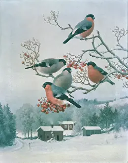 Rowan: Bullfinches in a Rowan Tree