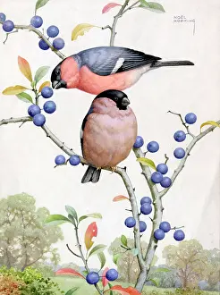 Sloe: Two Bullfinches on sloe branches