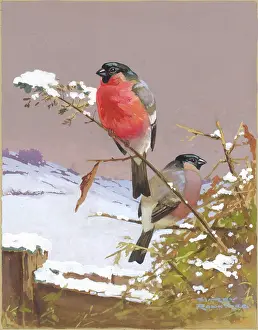 Rowntree: Two Bullfinches in snow