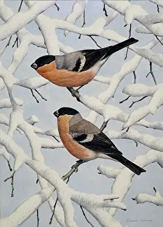 Turvey: Bullfinches on snowy branches
