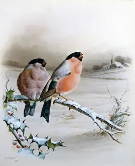 Bullfinches: Bullfinches in a Winter Landscape