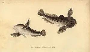 Bullhead: Bullhead, Cottus gobio