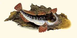 Scorpion: Bullhead, Taurulus bubalis