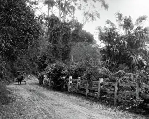Bulli: Bulli Pass, Illawarra District, New South Wales, Australia