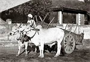 Handler: Bullock cart and handler, India, c.1890