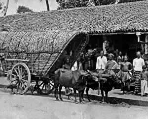 Bullocks: Bullock cart, India
