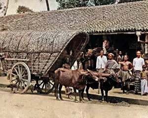 Bullocks: Bullock cart, India