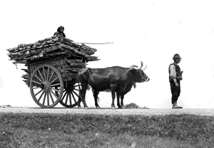 Salamanca: Bullock cart in Spain