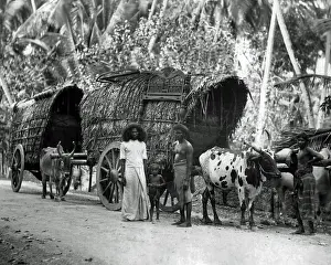 Bullocks: Bullock-drawn carts, Ceylon (Sri Lanka)