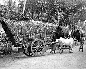 Bullocks: Bullock-drawn carts, India