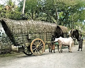 Bullocks: Bullock-drawn carts, India