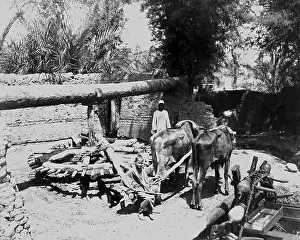 Bullocks: Bullock-driven water pump, Egypt