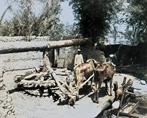 Bullocks: Bullock-driven water pump, Egypt