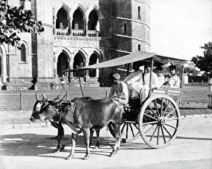 Bullocks: Bullock gharry, India