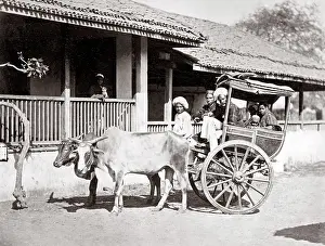 Hackney: Bullock hackney or taxi, India, c.1890