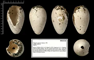 Epitheria: Bullock's great auk (Pinguinus impennis) egg