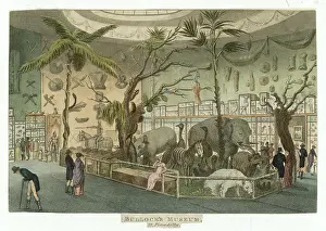Taxidermy: Bullock's Museum 1811