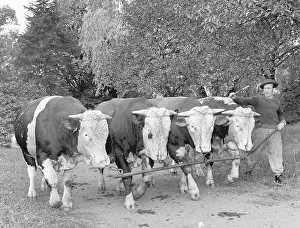 Mevald: Bulls - artificial insemination