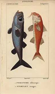 Bulls Eye: Bulls-eye fish, Epigonus telescopus, and striped