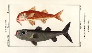 Feuilles: Bulls-eye fish and striped red mullet