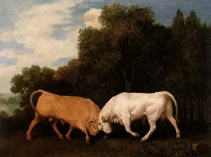 Bulls: Bulls Fighting, by Stubbs