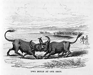 Locking: Two bulls locking horns, Sri Lanka