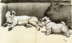 Sealyham: The Bully by Cecil Aldin