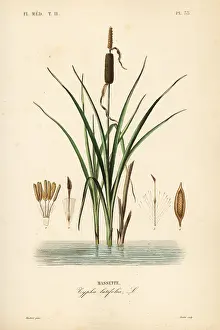 Cattail: Bulrush or broadleaf cattail, Typha latifolia
