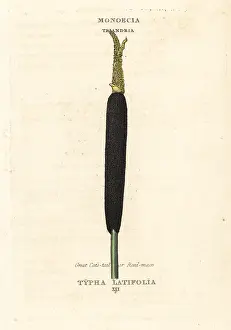 Bulrush: Bulrush, creat cat's tail or reed mace, Typha latifolia