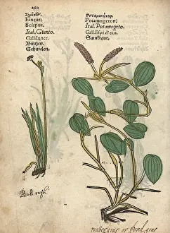 Bulrush: Bulrush, Schoeneoplectus lacustris, and broad-leaved