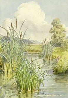Bulrush: Bulrush (Scirpus lacustris) and Bur-reed