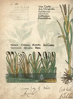 Bulrush: Bulrush, Typha latifolia, and sweetflag, Acorus calamus