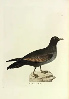 1800 1874: Bulwer's Petrel