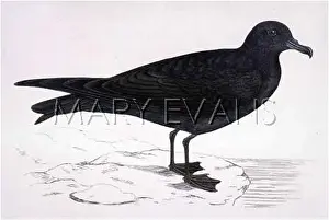 Bulwer: BULWER'S PETREL (MORRIS)