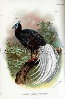 Bulwer: BULWER'S PHEASANT