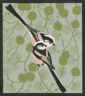 Tits: Bum Barrels (Long-tailed Tits)
