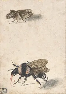 Bumble: A Bumble Bee and a Fulgoroid, 17th century (?)