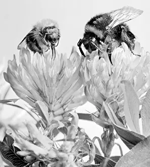 Increasingly: Bumble bee - research - scientist - pollinator