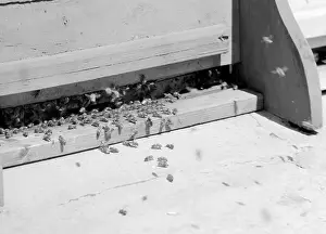 Increasingly: Bumble bee - research - scientist - pollinator
