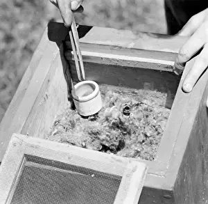 Increasingly: Bumble bee - research - scientist - pollinator - pollen