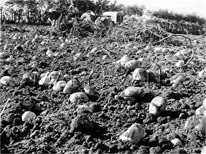 Potatoe: BUMPER POTATOE CROP