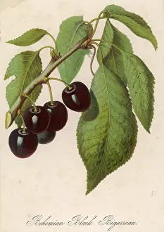 Delicious: BUNCH OF BLACK CHERRIES