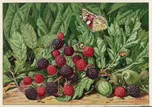 Blackberries: A BUNCH OF BLACKBERRIES