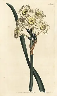 Bunch-flowered daffodil, Narcissus tazetta